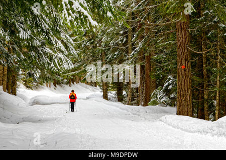 42,778.00893 woman hiker cross-country skier skiing down a snowy winter trail -- abandoned road -- in a conifer trees forest. Stock Photo