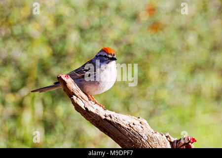 42,885.02837 close up of an adult Chipping Sparrow (Spizella passerina) in breeding plumage on a dead tree branch, greenish yellow background Stock Photo