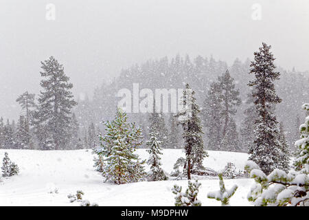 43,042.07668 heavily snowing on background winter hill and sparse conifer forest open meadow, snowy winter whiteout landscape Stock Photo