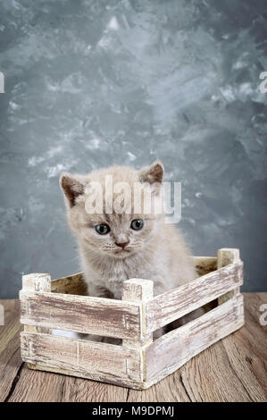 A small lilac Scottish Straight kitten in a wooden box. Cat looking carefully. Vertical view Stock Photo