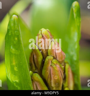 A macro shot of a hyacinth flower bud appearing in springtime. Stock Photo