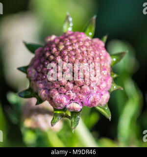 A macro shot of a scabious butterfly blue flower bud. Stock Photo