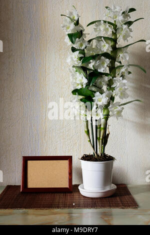 home plant of White Nobile Dendrobium in the room Stock Photo