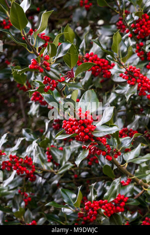 Clusters of red berries on thick branches of rich, green leaves.  Branches are angled diagonally to the frame Stock Photo