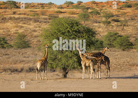 Giraffes (Giraffa camelopardalis) feeding on a thorn tree, Kalahari desert, South Africa Stock Photo