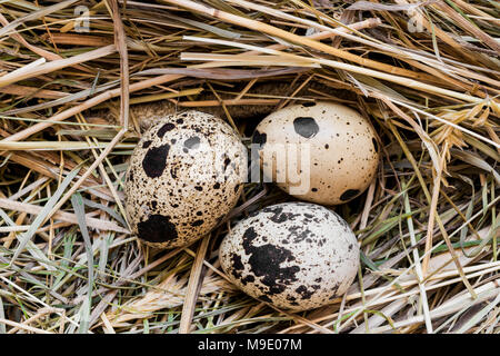 Close up view from above of three quail eggs in fresh hay nest Stock Photo