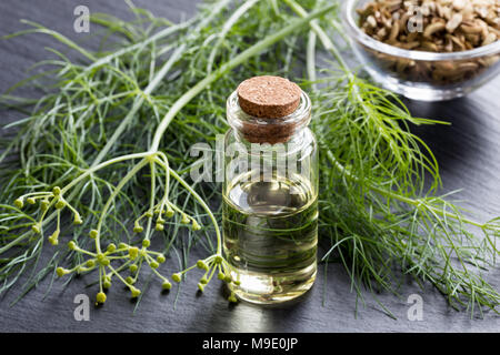 A transparent bottle of fennel essential oil with fresh fennel tops and seeds in the background Stock Photo