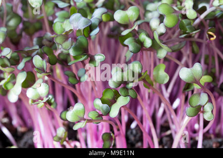 Young red cabbage microgreens grown in soil Stock Photo