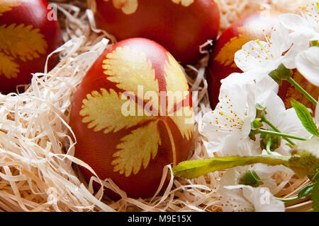 Easter eggs dyed with onion peels, with a pattern of fresh herbs, with cherry blossoms in the foreground Stock Photo