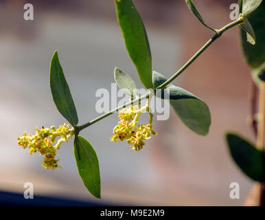 Jojoba (Simmondsia chinensis) Stock Photo