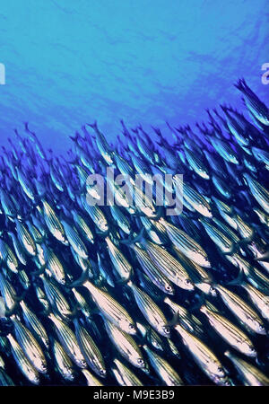 On 14 January 2008, I encountered this shoal of several hundred black-striped salema (Xenocys jessiae: each individual 20 cms.), descending in a tightly packed mass near Isla Bartolome, Galapagos. I mention the date because the IUCN Red List indicates that this species - which is found only in Galapagos waters - had virtually disappeared following the 1987/88 El Nino, was subsequently seen rarely and is considered to be vulnerable.  It was heartening to see this substantial number making for the bottom in a successful attempt to avoid predation by hunting bigeye trevally (Caranx sexfasciatus). Stock Photo