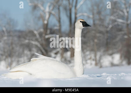 Trumpeter swan (Cygnus buccinator) resting on the frozen St. Croix river, WI, USA, late February, by Dominique Braud/Dembinsky Photo Assoc Stock Photo