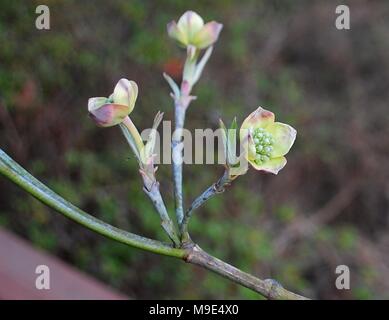 Flowering Dogwood Buds in Springtime Stock Photo