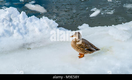 Female mallard duck stands on a white ice plate in the cold river. Early spring season. Stock Photo