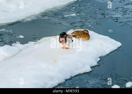 Male and female mallard ducks on an ice floe in the cold river. Early spring season. Stock Photo