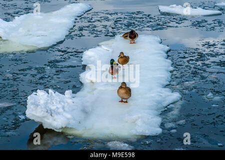 Group of male and femail mallard ducks on an ice floe in a river. Ice melting and moving time in early spring Stock Photo