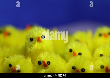 A group of yellow chicks set against a blue background - one chick is raised above the rest. Stock Photo