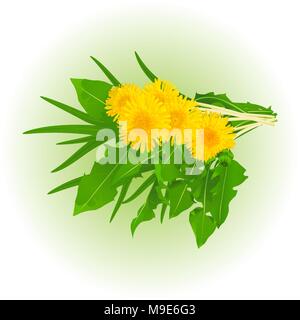 bouquet of realistic dandelion flowers with leaves and grass. Elements for design. Stock Vector
