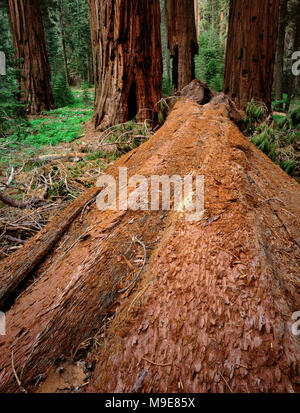 Downed Sequoia, Sequoiadendron giganteum, Redwood Canyon, Kings Canyon National Park, California Stock Photo