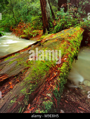 Downed Redwood, Sequoia Sempervirens, Muir Woods National Monument, Marin County, California Stock Photo