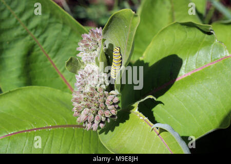 Monarch Caterpillar on Common Milkweed Stock Photo