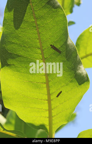 WHERE DO MILKWEED CATERPILLARS DISAPPEAR TO PLANTS SEASONS GREEN visual data 6