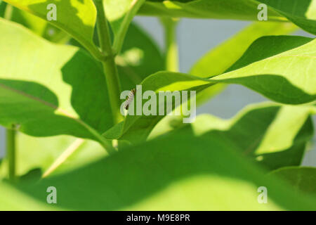 Monarch Caterpillar on Common Milkweed Stock Photo