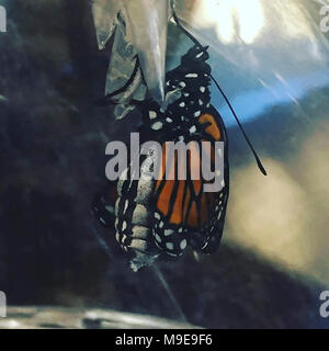 Monarch Butterfly Emerging from Chrysalis in Minnesota