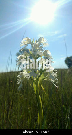 Federally Threatened Prairie Fringed Orchid Stock Photo