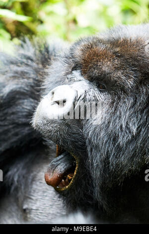 Staring black gorilla in Virunga reserve, Rwanda Stock Photo