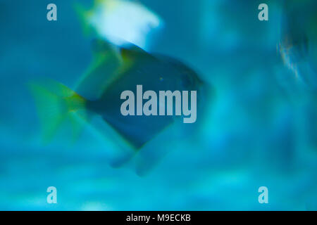 Blurred photo of fish, 3D effect, for backgrounds and textures. Stock Photo