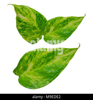 Green leaf beautiful stripes of Chinese Evergreen isolate on white background Stock Photo