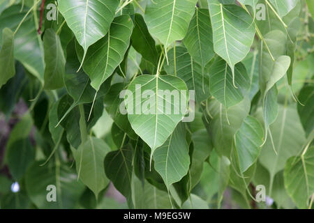 sacred fig or bo leaf on tree Stock Photo