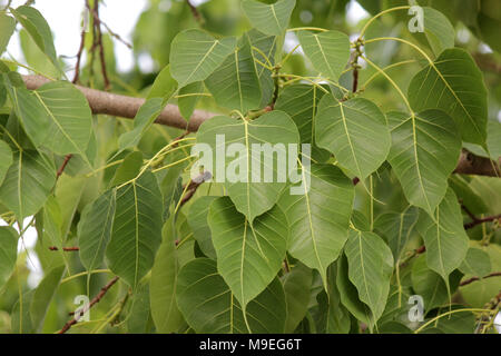 sacred fig or bo leaf on tree Stock Photo