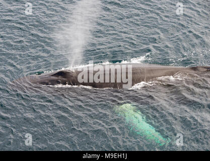 A Humpback Whale (Megaptera novaeangliae) surfacing in the Southern Ocean off Antarctica Stock Photo