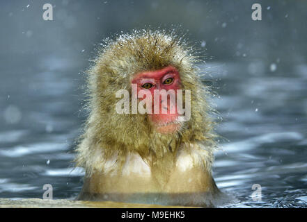Snow monkey in natural hot spring. The Japanese macaque ( Scientific name: Macaca fuscata), also known as the snow monkey. Stock Photo