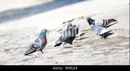 Flock of pigeons on the paved ground looking for food on the sunny day in the city with attempt of mating,shallow depth of field,diagonal, copy space. Stock Photo