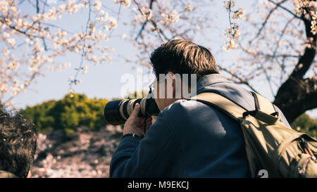 Male photographer looking through the viewfinder of his DSLR and taking photos of cherry blossoms in Tokyo during the hanami season. Stock Photo