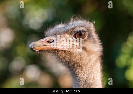 Ostrich head and beak Stock Photo