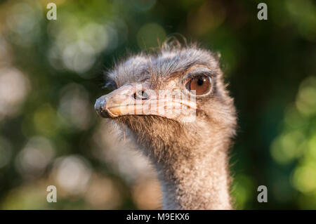 Ostrich head and beak Stock Photo