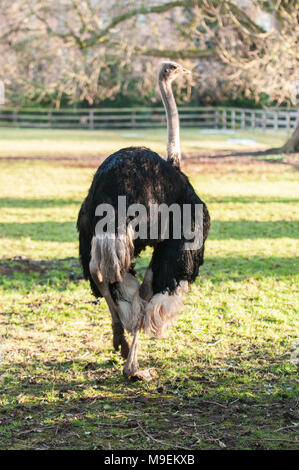 Ostrich in a field Stock Photo