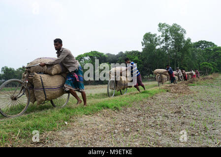 Dhaka, Bangladesh on March 24, 2018. Bangladeshi workers carry potato's bags by bicycle after harvesting potato from the fields in Munshiganj near Dhaka, Bangladesh on March 24, 2018 Credit: Mamunur Rashid/Alamy Live News Stock Photo