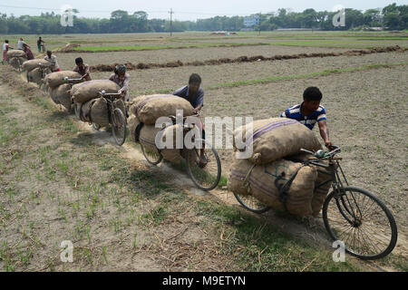 Dhaka, Bangladesh on March 24, 2018. Bangladeshi workers carry potato's bags by bicycle after harvesting potato from the fields in Munshiganj near Dhaka, Bangladesh on March 24, 2018 Credit: Mamunur Rashid/Alamy Live News Stock Photo