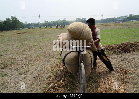 Dhaka, Bangladesh on March 24, 2018. Bangladeshi workers carry potato's bags by bicycle after harvesting potato from the fields in Munshiganj near Dhaka, Bangladesh on March 24, 2018 Credit: Mamunur Rashid/Alamy Live News Stock Photo