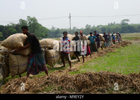 Dhaka, Bangladesh on March 24, 2018. Bangladeshi workers carry potato's bags by bicycle after harvesting potato from the fields in Munshiganj near Dhaka, Bangladesh on March 24, 2018 Credit: Mamunur Rashid/Alamy Live News Stock Photo