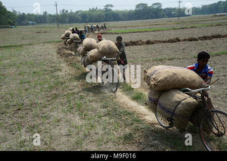 Dhaka, Bangladesh on March 24, 2018. Bangladeshi workers carry potato's bags by bicycle after harvesting potato from the fields in Munshiganj near Dhaka, Bangladesh on March 24, 2018 Credit: Mamunur Rashid/Alamy Live News Stock Photo