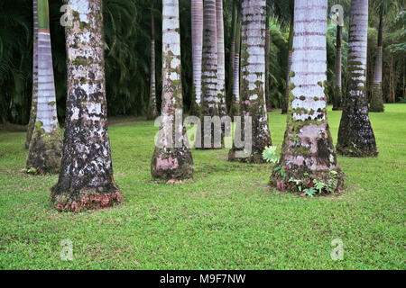 Distinctive markings on the trunks of this grove of Royal Palm Trees in the Anaina hou Community Park on Hawaii’s Island of Kauai. Stock Photo