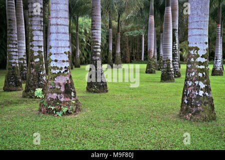 Distinctive markings on the trunks of this grove of Royal Palm Trees in the Anaina hou Community Park on Hawaii’s Island of Kauai. Stock Photo