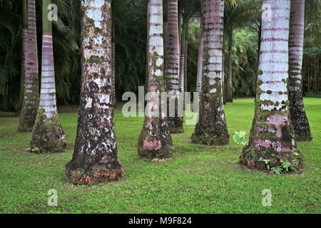 Distinctive markings on the trunks of this grove of Royal Palm Trees in the Anaina hou Community Park on Hawaii’s Island of Kauai. Stock Photo