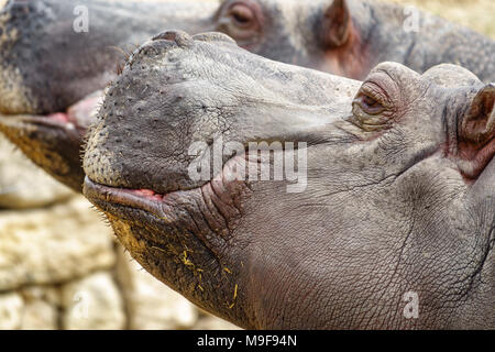 Profile of two hippo heads Stock Photo